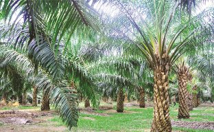 Provinsi Riau dapat kuota replanting kelapa sawit seluas 11 ribu Hektare (Ha) dengan bantuan dana Rp330 Miliar (foto/ilustrasi)